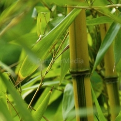 bamboo