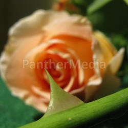 roses have thorns
