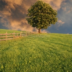 lonely ii