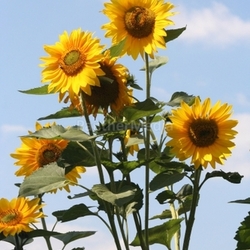 Sonnenblumen