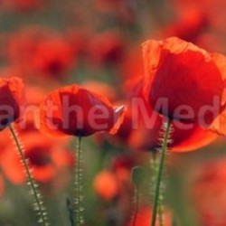 poppy