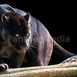 black panther