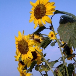 Sonnenblume(lat. Helianthus annuus)