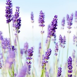 lavender 1