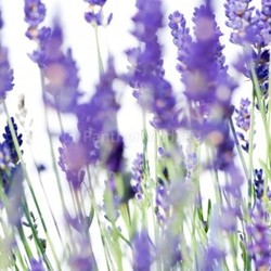 lavender 2