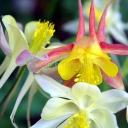 Columbine Closeup