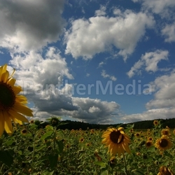 sunflower field