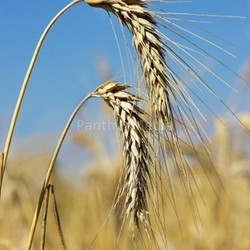 Spikes of the wheat .