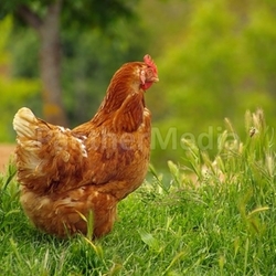 Huhn 02