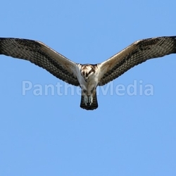 Osprey (pandion haliaetus) In Flight