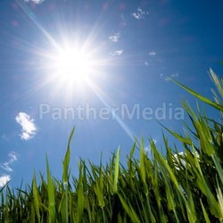 Green wheat field at spring