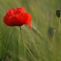 mohn 1