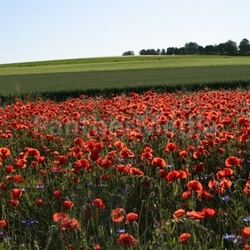 Mohnfeld