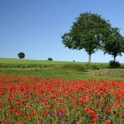 poppy landscape
