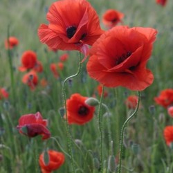 poppies