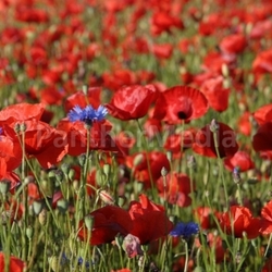 Mohn und Kornblumen