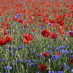 poppies with cornflowers 2