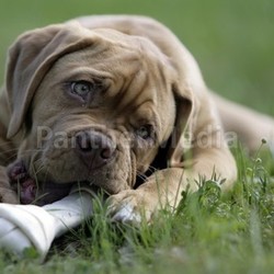 dogue de bordeaux puppy