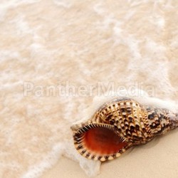 Seashell and ocean wave