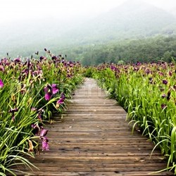 lily plantation in korea