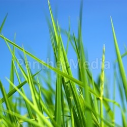 weed