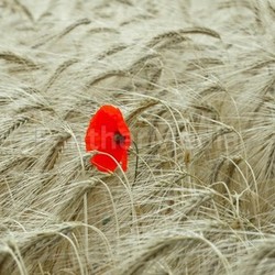 signal color