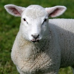 animal