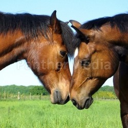 horse friendship