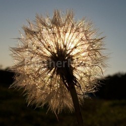 backlit