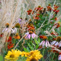 Blumen am Abend (Sommerende)