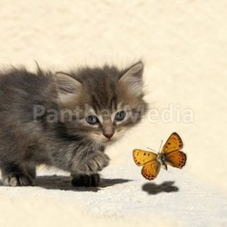 hunting kitten