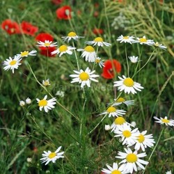 lawn grass flora magerite flower plant grasses