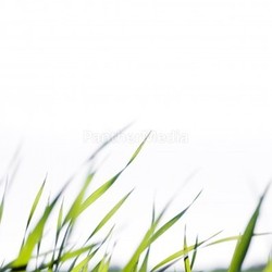 Grass blades