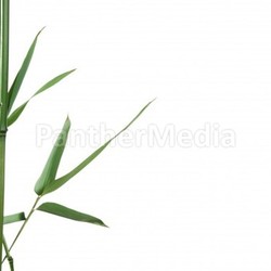 bamboo border