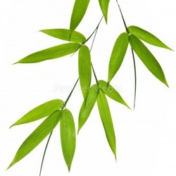 bamboo- leaves