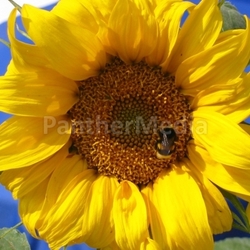 sunflower with hummelchen