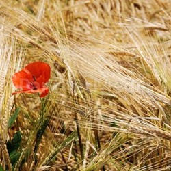 cereal summer field summerly grain plant beard