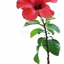 hibiscus in red