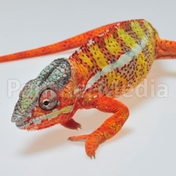 chameleon, Furcifer pardalis