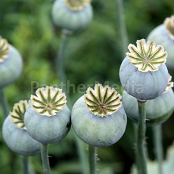 immature poppy