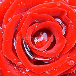 plant wasserperlen rose flourishing bed water flower