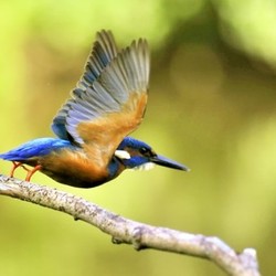 kingfisher on lifting