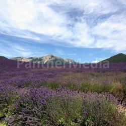 berg with lavender field