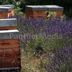 beehive on lavender field