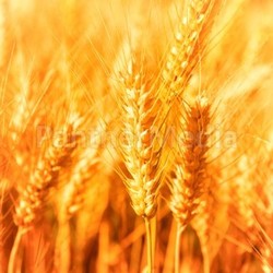 Golden Harvest