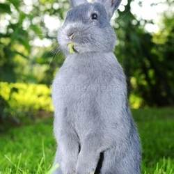 hattu carrots?