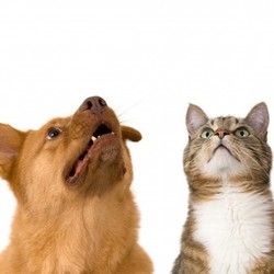 Dog and cat looking up