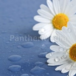 Daisy flowers with water drops