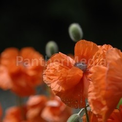poppy flowers