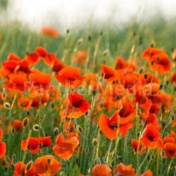 poppy